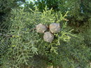 سرو ناز
